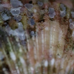 画像 雪の中から、ーー帰省人。今日から休日家事。(福岡県北九州市) の記事より 1つ目