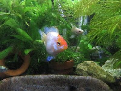 熱帯魚図鑑 子育てをする熱帯魚 バルーンアピスト アクアリウムと熱帯魚のブログ 熱帯魚図鑑 子育てをする熱帯魚 バルーンアピスト アクアリウムと熱帯魚のブログ