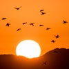 大興奮！出水町の鶴と朝日のコラボの画像