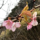 久々のお散歩写真♪春を先取りした桜の花。。。の記事より
