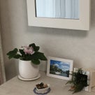 インテリア壁掛け仏壇と季節のお花：セントポーリアの記事より