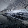 大寒波到来、九州大雪！草場川桜並木の雪景色 真夜中編の画像