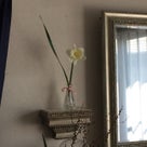 インテリア壁掛け仏壇と季節のお花：白い水仙（スイセン）の記事より