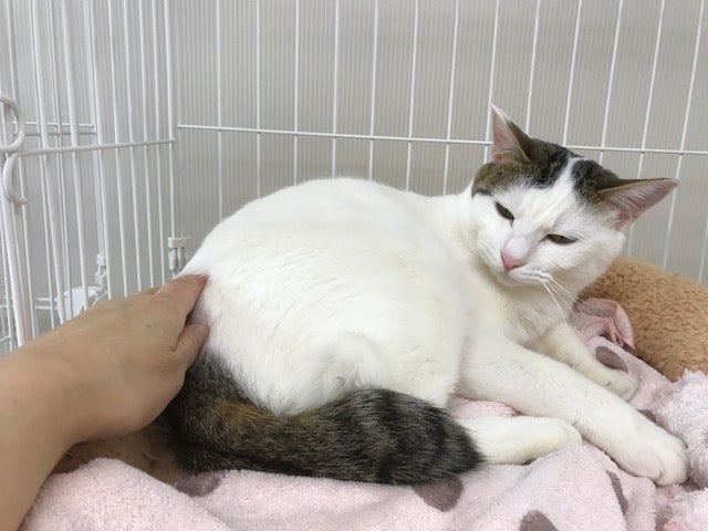 ショパンくん なでなでできます 盛岡の猫カフェもりねこのブログ もりねこライフ