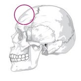 1月17日山羊座新月ムーンサイクルからみた頭蓋骨ケアのサムネイル画像