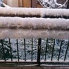 4年振りの大雪の画像