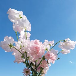 画像 お花 の記事より 3つ目