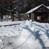 お耳つき雪だるまのお出迎え～井の頭自然文化園～の画像