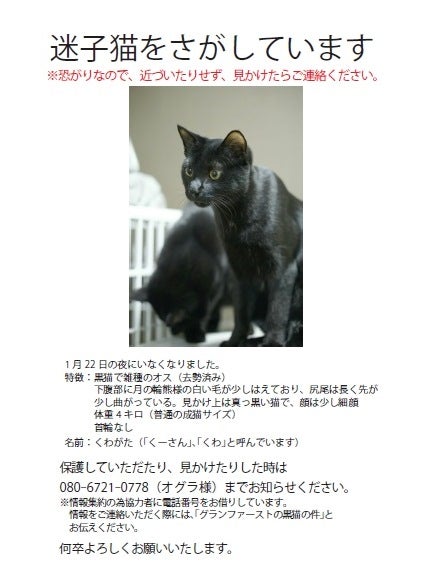 迷い猫】黒猫さんを探しています【途中経過】 | 浦安市の猫を売らない