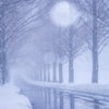 吹雪くメタセコイア並木でひとりきりの世界、怖いしかなかった・・の画像