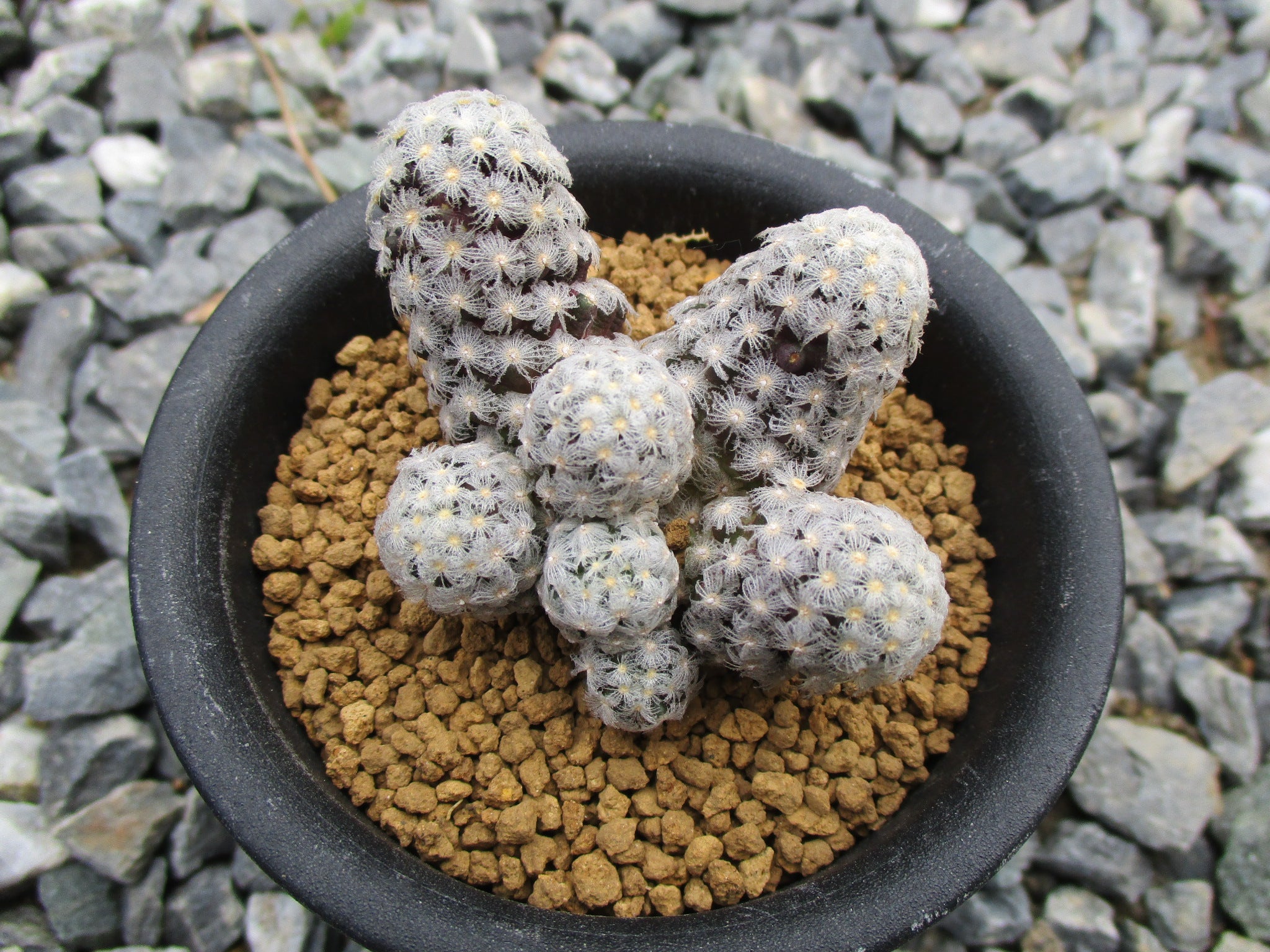植物売出し情報① 2月10日~ | 輸入植物・希少植物専門店 植物売出し情報① 2月10日~ | 輸入植物・希少植物専門店