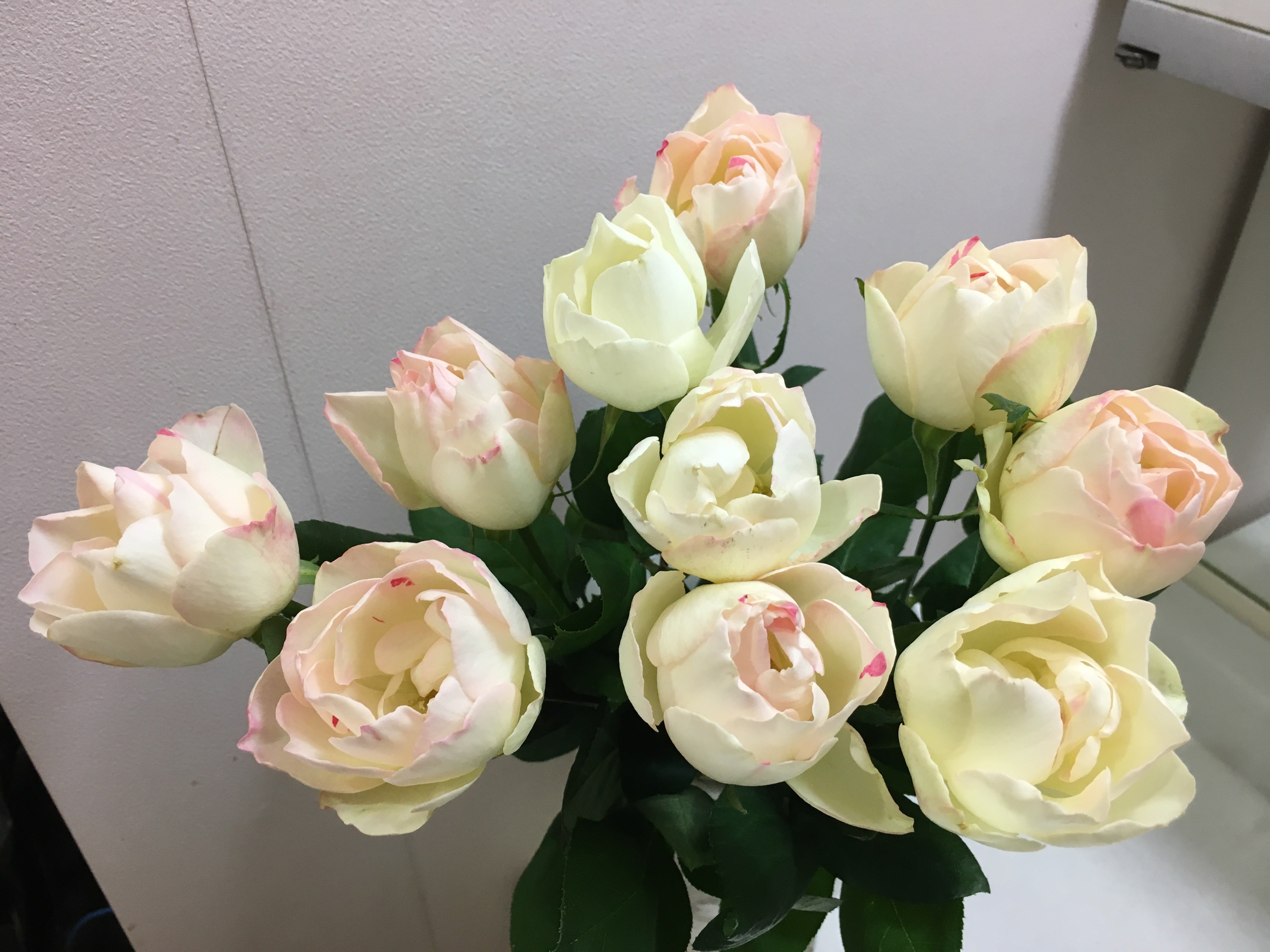 文（ふみ） | 診療室のバラ