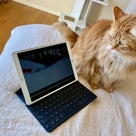 長男猫の安楽死をブログに書いた、理由の記事より