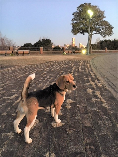 ビーグル子犬 今日の犬舎2 13 スネークウッドのブログ