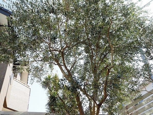 植え付けから１０年の地植えオリーブ Olive Succulentgarden