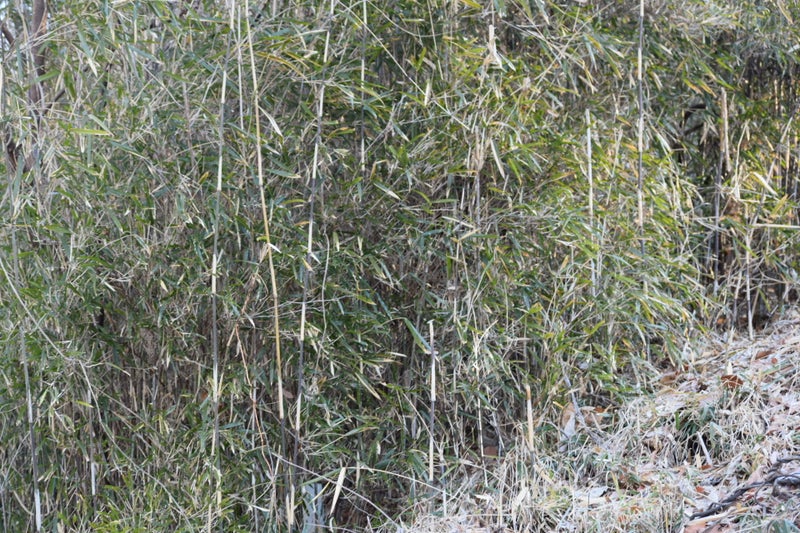 篠竹を収穫 那須のタラちゃんブログ