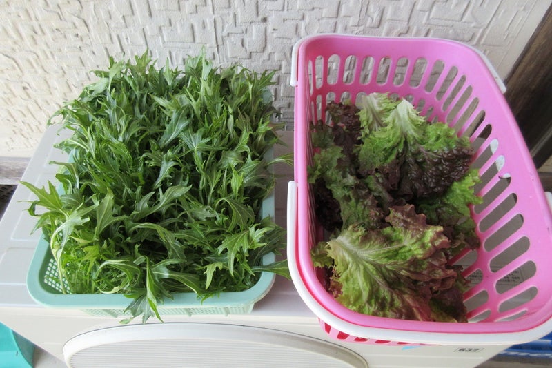 レタスパリグリーンの植え付けとその他レタスの様子 | kazuちゃんのお米作りと気ままな菜園日誌