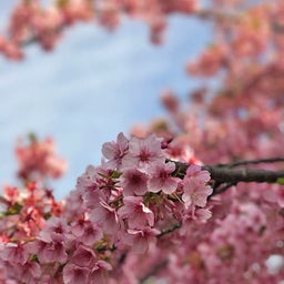 画像 パーティで桜を飾るなら今！な理由 の記事より 7つ目