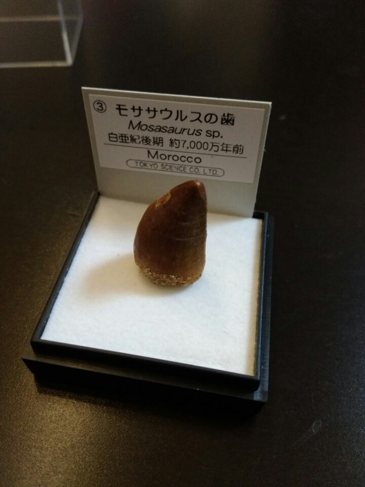 540円 海外最新 モササウルス 歯 進研ゼミ 努力賞