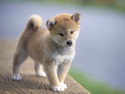 可愛い柴犬の赤ちゃんの写真 白柴 ワニちゃんの甘チャン日記