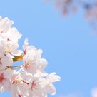 悲しみの中で桜を愛でるの記事より