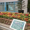 木曽三川公園『春こいフェス2018』の画像