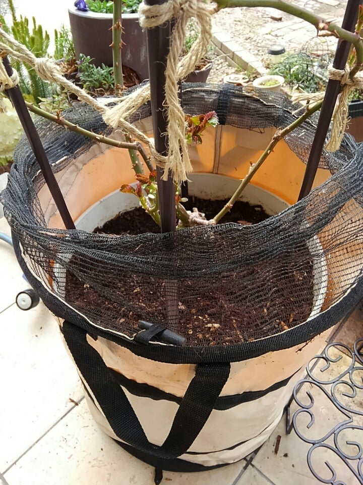 バラの芽出し肥 大鉢のミミズ退治 バラの育成記録