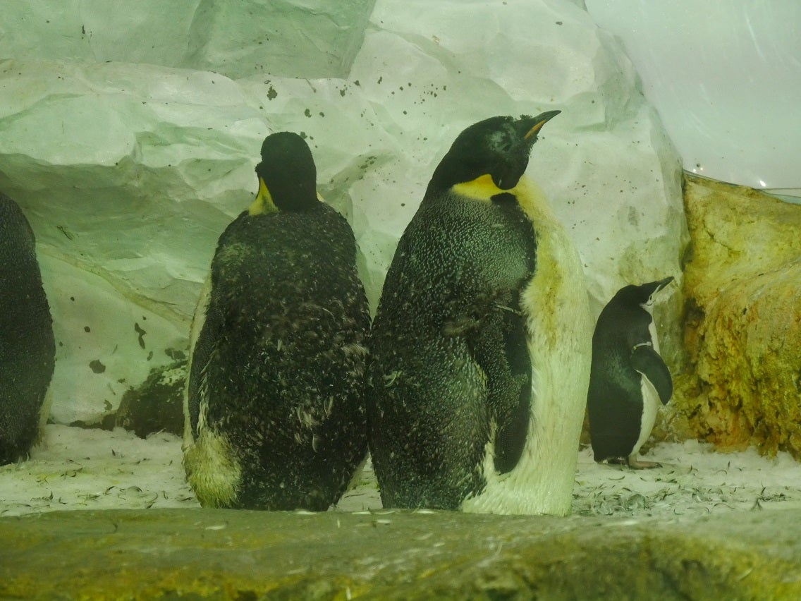 アベンチャーワールド④ペンギンパレード   ペンギンさんぽ♪