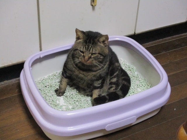 アメショーのみー助君亡くなりました。の記事画像