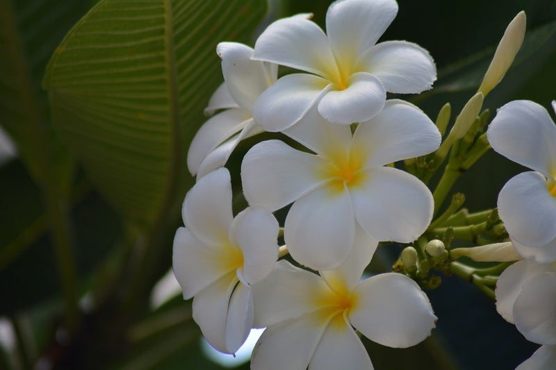 プルメリアには毒がある 知っておくべきハワイの知識 ハワイ留学を徹底サポート 語学留学情報ブログ