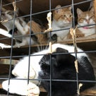 リアル猫活動「監禁虐待猫ら残るは20匹❗❗」の記事より