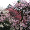 ３月６日の梅花巡りの画像