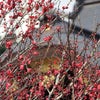 ３月７日の梅花巡りの画像
