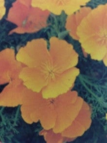 ３月１１日の誕生花 花菱草 カリフォルニア ポピー 感謝 感動 花道 Flowering Way ブログ
