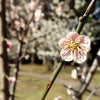 京都　梅の花の画像