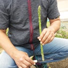 アスパラガスの苗を追加植え付けの記事より