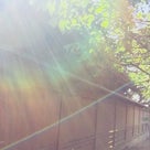 検見川神社湧水の光～魚座の新月～幕開け前の解放と浄化の記事より