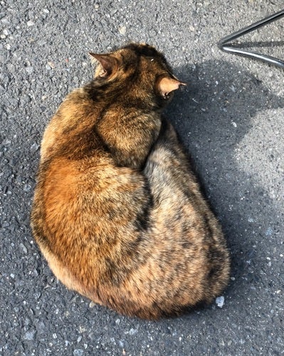御徒町の地域猫のかわいいサビ猫ちゃん オリジナルジュエリーピュアーの猫と日々の出来事