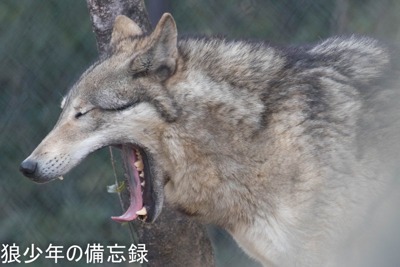 18年03月04日 東山動物園のオオカミ 狼少年の備忘録