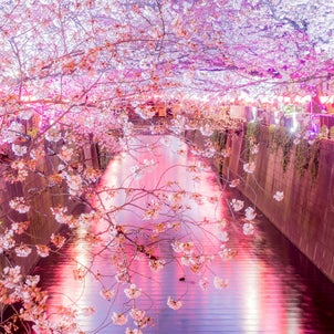 会社帰りに立ち寄れる夜桜撮影スポットの画像