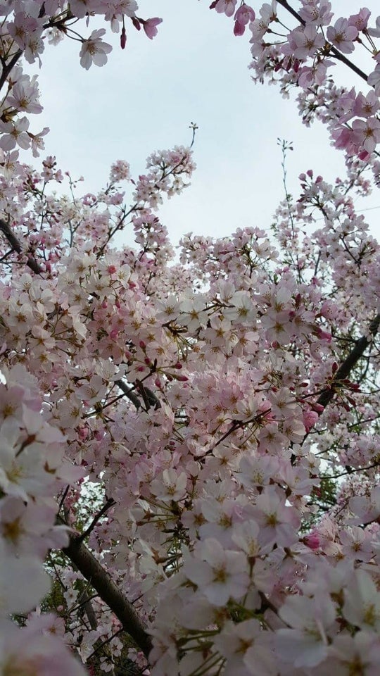 今年の桜は早いよ❗～今日は上大岡❗の記事より
