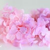 【数量限定！】ハーバリウム花材／ピンクパープルアジサイの画像
