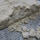 たーちゃんの工作　ジオワールド 恐竜発掘キット ステゴサウルス 2018年3月20日編の記事より