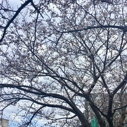 画像 あれ。桜が散っています… の記事より 1つ目