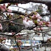 桜の開花と戻って来たスワンボート～井の頭恩賜公園～の画像