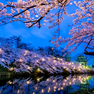 出張中に立ち寄りたい夜桜撮影スポットの画像