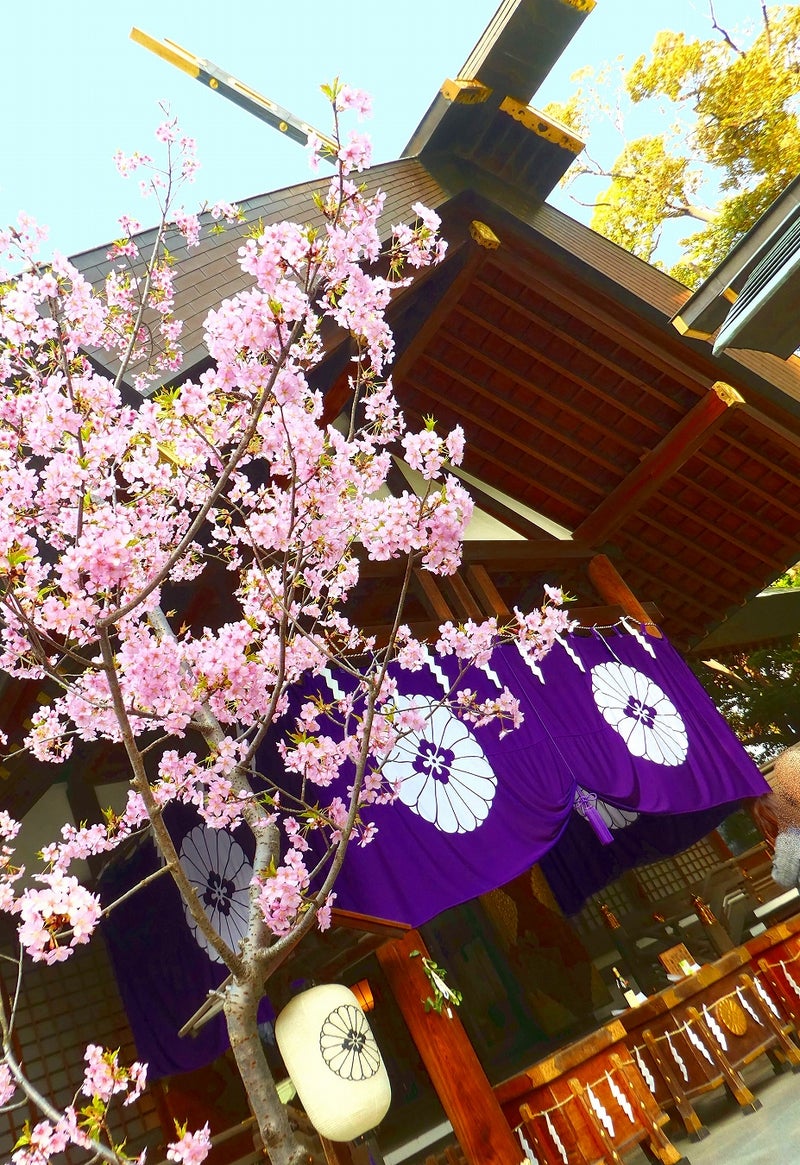 東京大神宮-桜