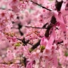 桜の最新！開花状況を調べる時に●●が便利ですよ(o^^o)の画像