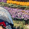 【生後83日目】ご近所の公園で日光浴とお花見の画像
