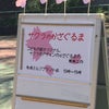 桜のかざぐるま作り♡の画像